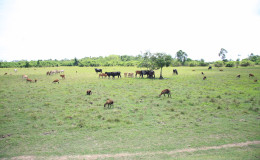Livestock losses through theft and the scarcity of pasture lands are among the major problems facing West Berbice farmers.
