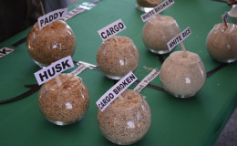 Different varieties of rice displayed at the exhibition (GINA photo)