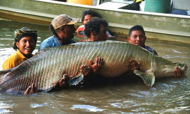 From left: Kevin Edwards, Everton Allicock, Rojas Jonas and Stephanu Honorio with the second arapaima released. (Lakeram Haynes photo) 