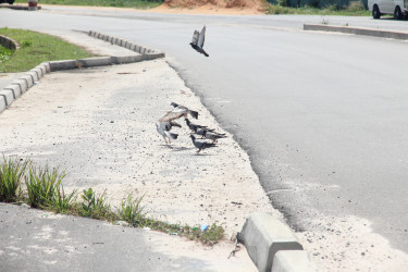 Birds gather at the side of the road