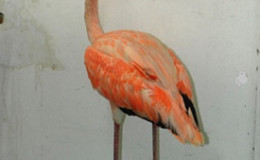 The flamingo that was saved (GINA photo)