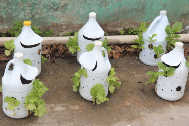 Recycling bleach bottles  as plant pots 
