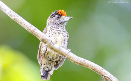 White bellied Piculet Picumnus spilogaster