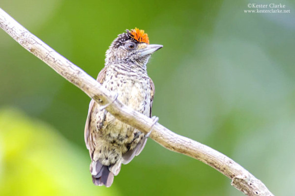 White bellied Piculet Picumnus spilogaster