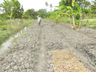 Beds prepared for calaloo cultivation