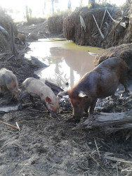 Pigs forage at an almost-dried out pond in Karaudarnau, Deep South Rupununi which is normally filled with water but is on the verge of drying out due to the intense heat. 