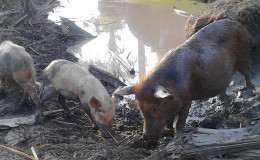 Pigs forage at an almost-dried out pond in Karaudarnau, Deep South Rupununi which is normally filled with water but is on the verge of drying out due to the intense heat.
