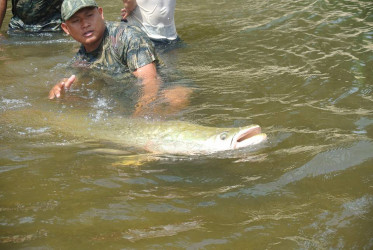 Stephanu Honorio releasing one of the fish (NRDDB photo) 