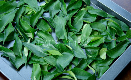 Fresh Curry Leaves (kariveppilai/kari patta) (Photo by Cynthia Nelson)