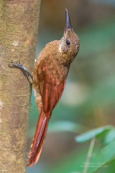 An Amazonian Barred Woodcreeper (Dendrocolaptes certhia) under the Iwokrama Canopy Walkway