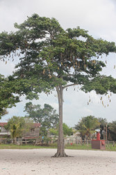 One of the majestic trees in the village
