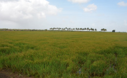 Acres of rice that started to ‘burn’ because of the lack of water
