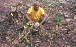 Green vegetable farmer Jaggessar Seeram examining his pumpkin vines in his saturated farm.
