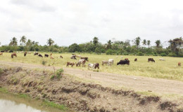 Cattle feasting on the dead rice from one of the fields in Drill, Mahaicony. 