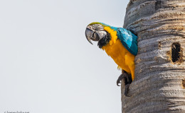 One of a pair of
Blue-and-yellow Macaws (Ara ararauna) in the Botanical Gardens.  (Photo by Kester Clarke / www.kesterclarke.net)