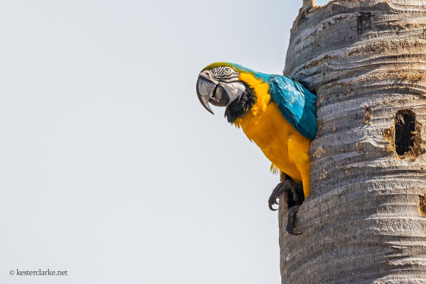 One of a pair of  Blue-and-yellow Macaws (Ara ararauna) in the Botanical Gardens.  (Photo by Kester Clarke / www.kesterclarke.net)