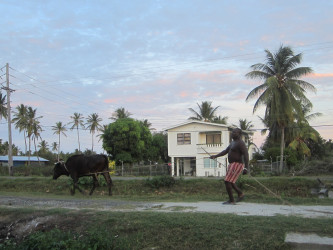 A villager taking his cow home. Or is the cow taking the villager home? 