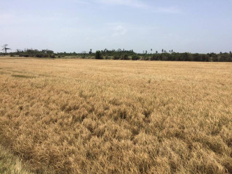 A field of dead rice 