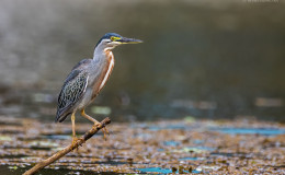 Striated Heron in a pond in the Botanical Gardens, Georgetown.  (Photo by Kester Clarke)
