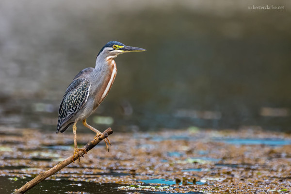 Striated Heron in a pond in the Botanical Gardens, Georgetown.  (Photo by Kester Clarke) 