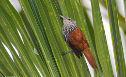 This Point-tailed Palmcreeper (Berlepschia rikeri) was photographed in a patch of Ité Palm trees at Camp Kabouyak. (Photo by Kester Clarke)  