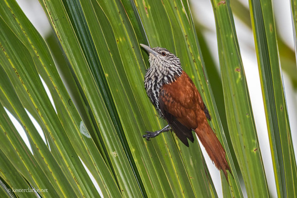 This Point-tailed Palmcreeper (Berlepschia rikeri) was photographed in a patch of Ité Palm trees at Camp Kabouyak. (Photo by Kester Clarke)  