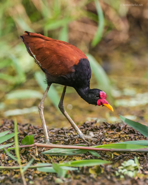 An adult Wattled Jacana (Jacana jacana) in a pond at the Botanical Gardens, Georgetown.  Photo by Kester Clarke (http://www.kesterclarke.net)