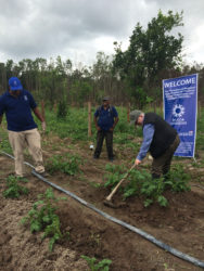 Canadian High Commissioner Pierre Giroux (right) assisting on one of the farms. 