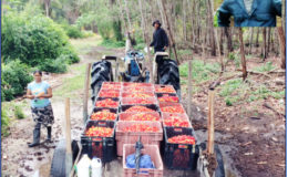 Cherries harvested and awaiting. Inset is Laluni farmer Ravi Doobay
