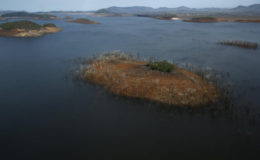 Trees and water marks are seen on previously submerged land at Guri dam in Bolivar state, Venezuela April 12, 2016. REUTERS/Carlos Garcia Rawlins