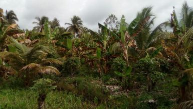 Red Palm Mite-infested coconut grove in the Pomeroon River 
