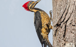Lineated woodpecker (Dryocopus lineatus) photographed at Rockstone Village, Essequibo River.  (Photo by Kester Clarke)