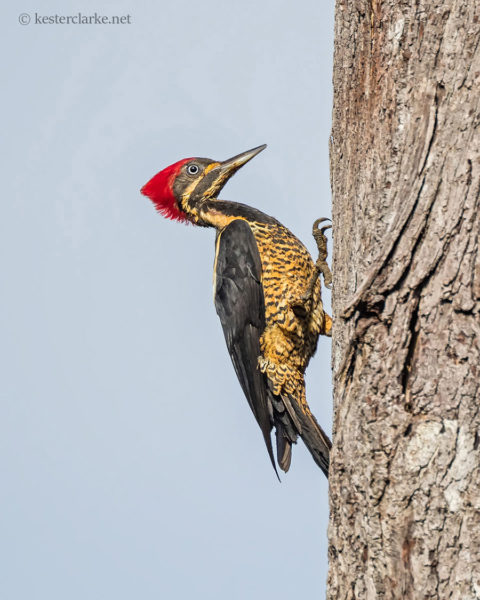 Lineated woodpecker (Dryocopus lineatus) photographed at Rockstone Village, Essequibo River.  (Photo by Kester Clarke)