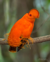 Guianan Cock-of-the-Rock (Rupicola rupicola) (Photo by Kester Clarke / ww.kesterclarke.net)
