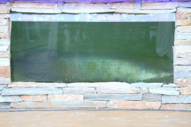 The Arapaima in the pond at the opening of the Hotel  