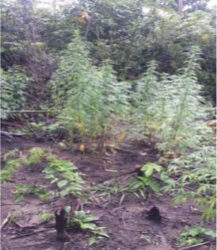 The marijuana field that was destroyed