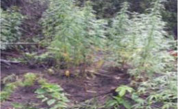 The marijuana field that was destroyed