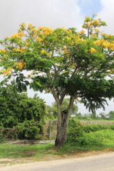  A flowering tree 