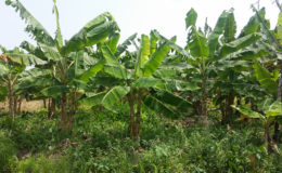 A plantain farm (Ministry of Agriculture photo)