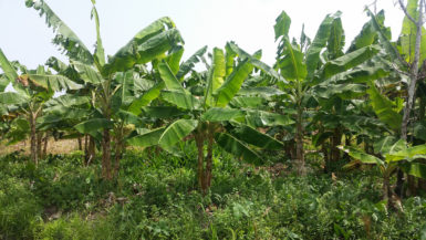 A plantain farm (Ministry of Agriculture photo)
