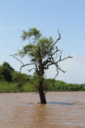 River tree: A tree growing in the Essequibo River near Aurora (Photo by Joanna Dhanraj)