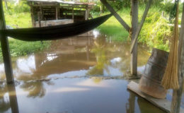 The murky floodwaters affecting residents of Lima, Essequibo Coast.
