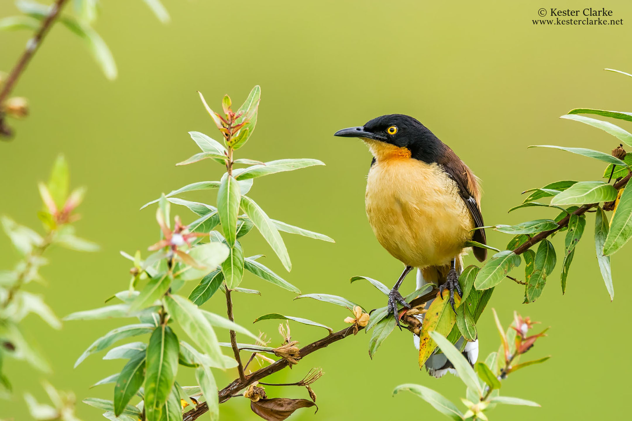 Black-capped Donacobius - Stabroek News