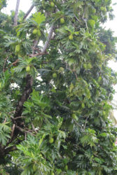 A laden breadfruit tree 