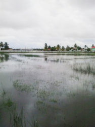 The Kayman Sankar Community Ground at Hampton Court remains waterlogged as a result of poor drainage in the area. 