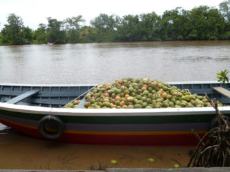 A boatload of coconuts sitting on the Pomeroon River 