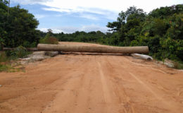 Logs placed across the road at Moblissa to prevent vehicles from accessing the Baishanlin site.
