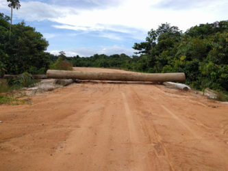 Logs placed across the road at Moblissa to prevent vehicles from accessing the Baishanlin site. 
