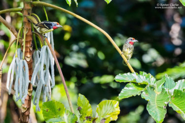 A pair of Black-spotted Barbet (Capito niger) at the Arrowpoint Nature Resort. (Photo by Kester Clarke – www.kesterclarke.net)