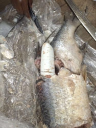 The cocaine in seafood that was discovered at CJIA. lice photo)